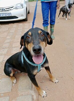 Black and brown dog on a leash