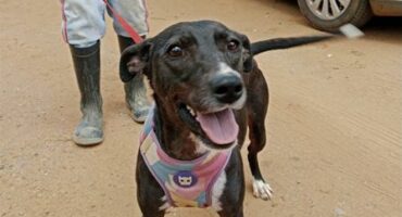 Black and white dog on a red leash