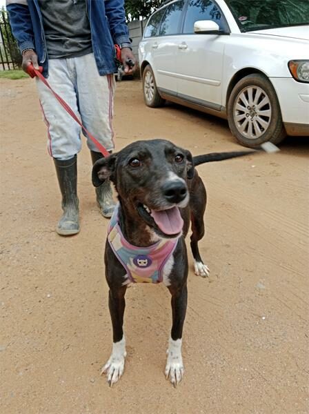 Black and white dog on a red leash