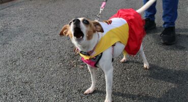 Photo of dog barking