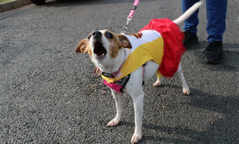 Photo of dog barking