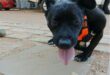 Black dog with orange harness