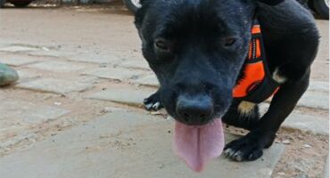 Black dog with orange harness