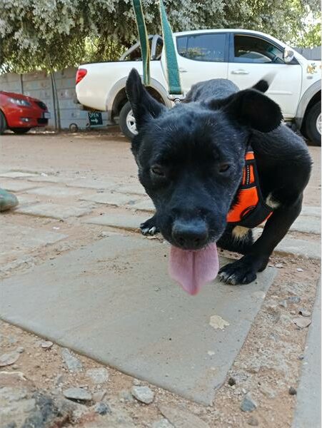 Black dog with orange harness