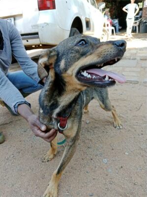 Brown and black dog standing on the ground