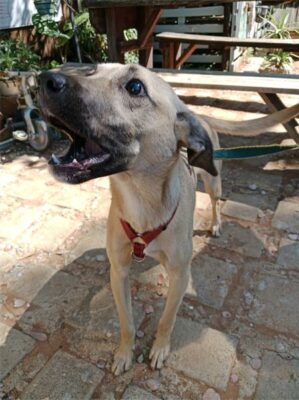 Brown dog on a leash