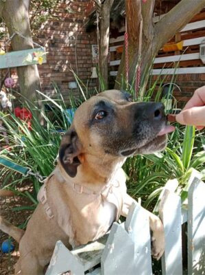 Dog standing at a fence