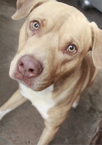 Brown dog with a pink nose