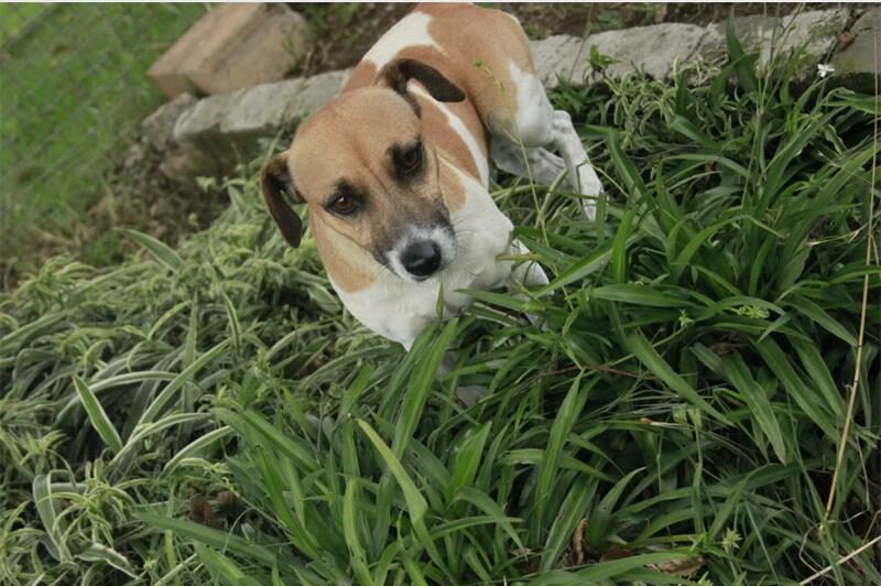 Brown and white dog in plants