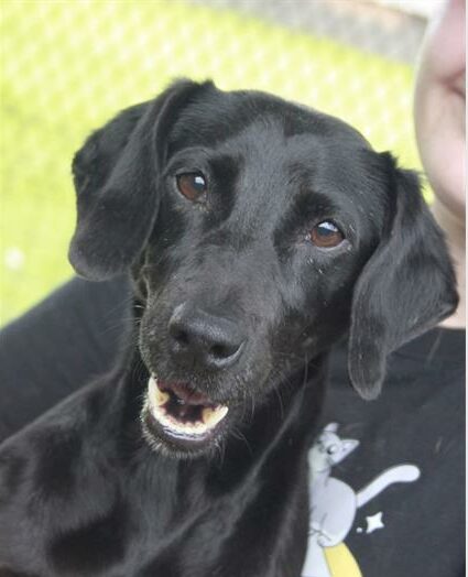 Black dog