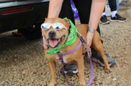 Browndog wearing sun glasses