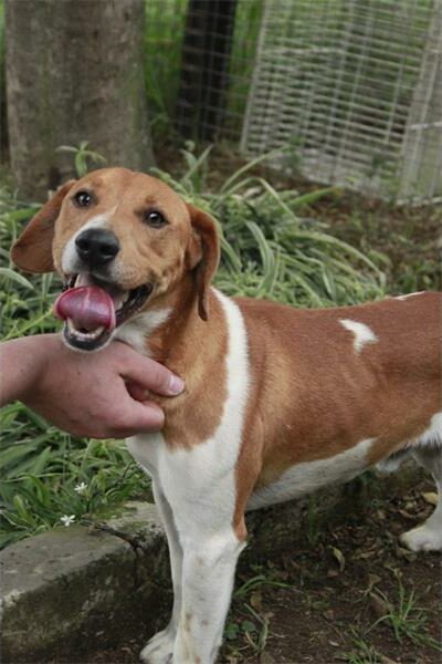 Brown and white dog getting chest tickles