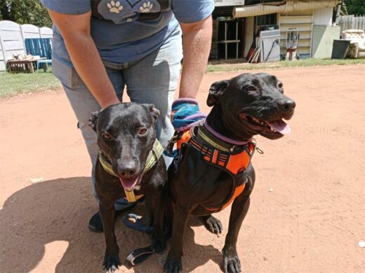Two black dogs