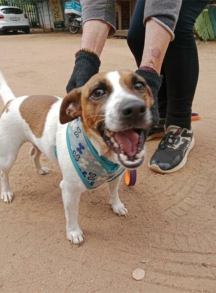 Brown and white dog