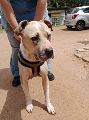 Light brown and white dog