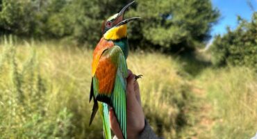 a really colourful bird.