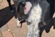 Black and grey dog with a wound on its head