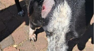 Black and grey dog with a wound on its head