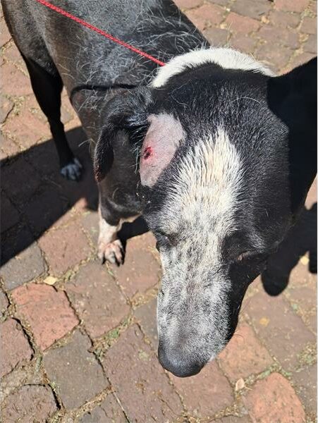 Black and grey dog with a wound on its head