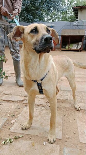 Tan coloured dog with a black muzzle looking into the sky