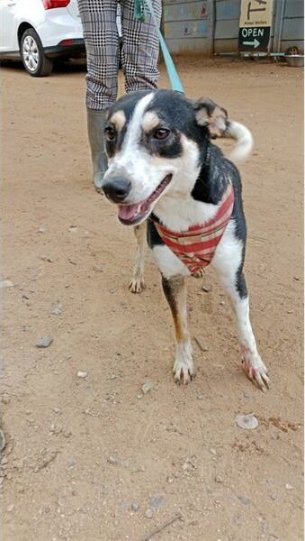 Brown, black and white dog on a blue leash