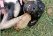 Black dog lying on its back on the grass