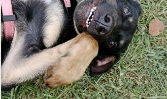 Black dog lying on its back on the grass