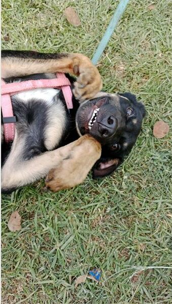 Black dog lying on its back on the grass