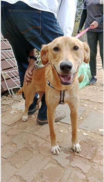 Tan coloured dog 'smiling' at the camera