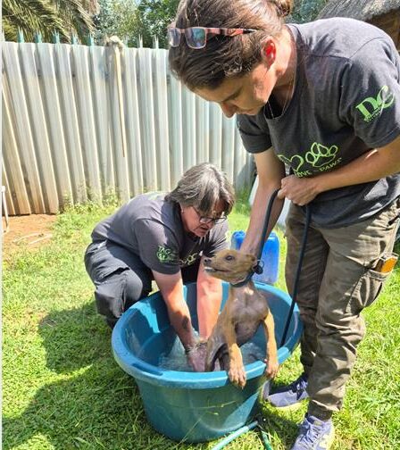 Two white women with a small white dog in a bucket