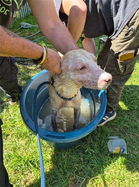 Wet white dog in a bucket