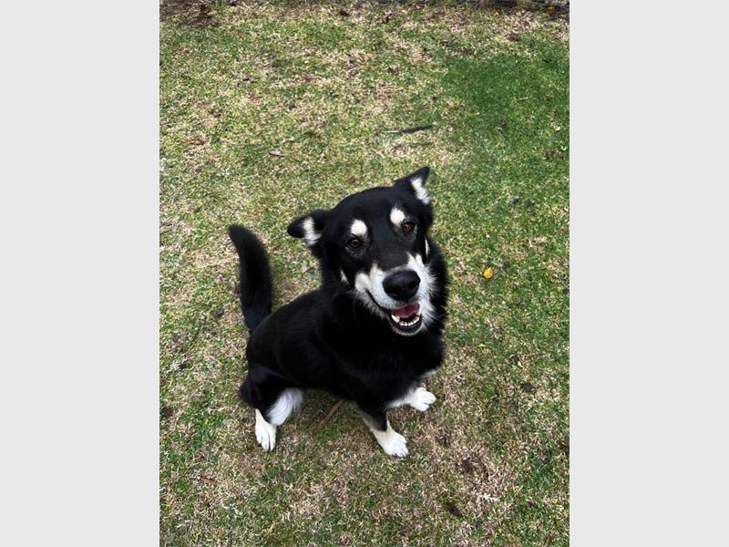 These doggies are looking for their forever home. If interested, call the Benoni SPCA on 011 894 28143 or visit them in Klein Street, Lakefield.