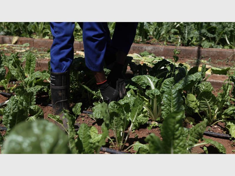 Benoni's Agricultural sector fights against unemployment and food insecurity