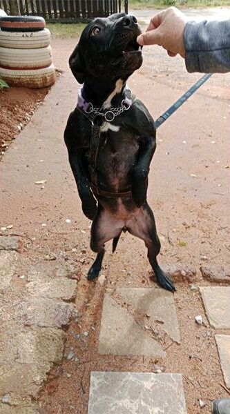 Black dog standing on its hind legs reaching for a treat