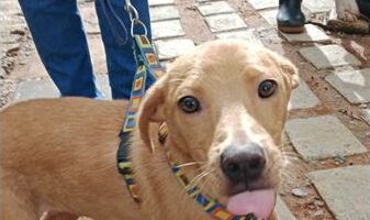 Brown dog licking its lips
