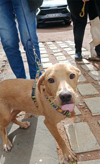Brown dog licking its lips
