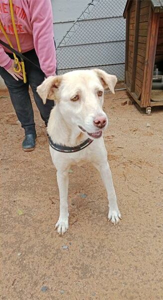 White dog wearing a harness