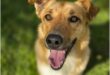 A tan cute dog smiling.