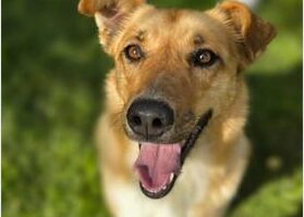 A tan cute dog smiling.