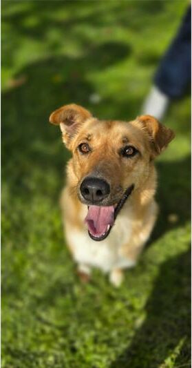 A tan cute dog smiling.