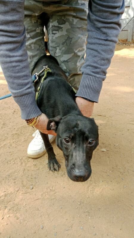 Black dog being held by white hands