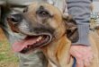 Brown dog with a missing front leg has its mouth open and tongue sticking out