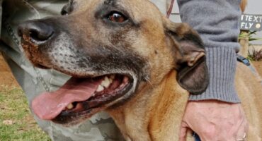 Brown dog with a missing front leg has its mouth open and tongue sticking out