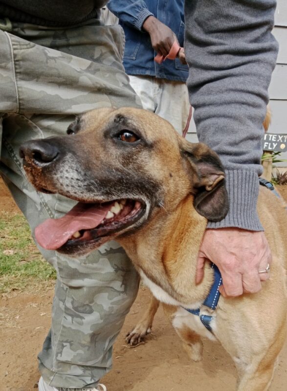 Brown dog with a missing front leg has its mouth open and tongue sticking out