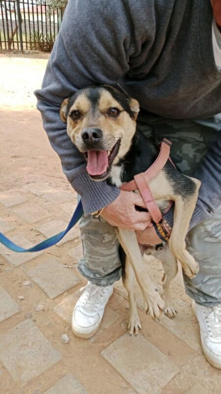 Black and brown dog with its tongue out being held by white hands