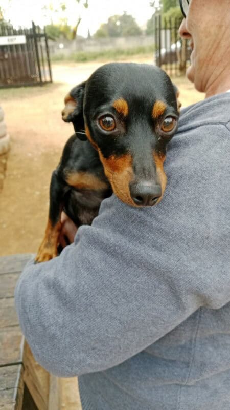 Small black and brown dog with puppy eyes looking over a woman's shoulder