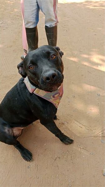 Black dog sitting on the ground