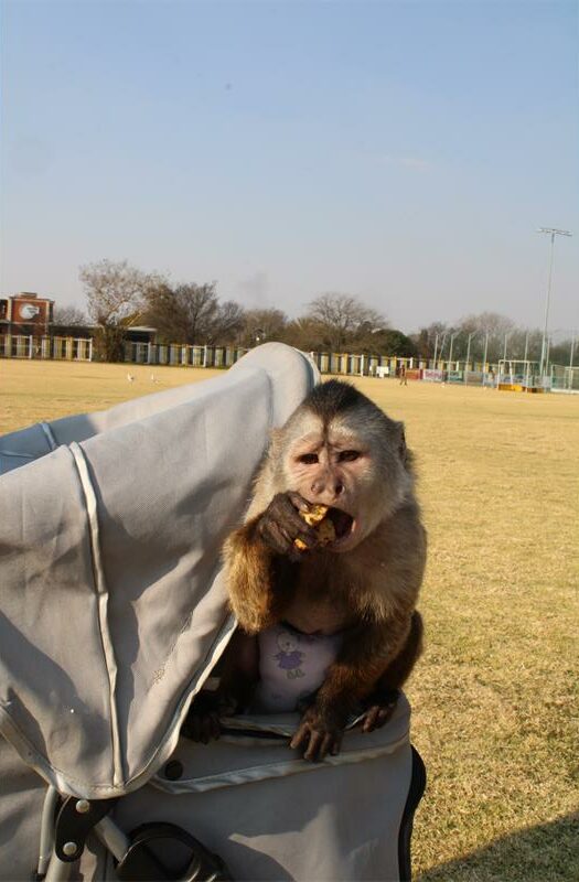 Monkey in a pram eating a biscuit