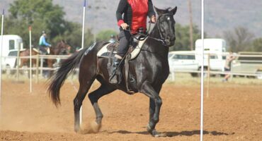 A rider dressed in black and red on a black horse on a dust paddock taking part in a competition.
