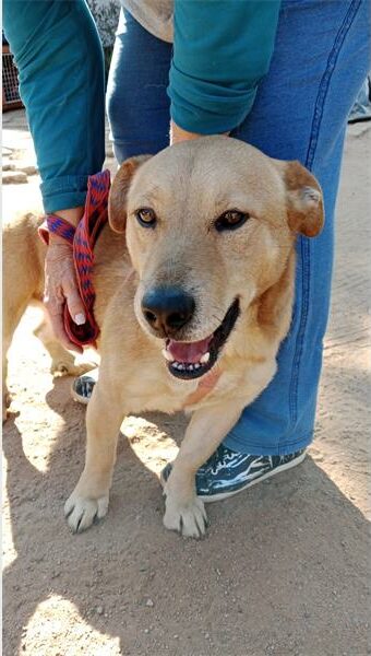 Tan coloured dog smiling at the camera while leaning against a person's legs